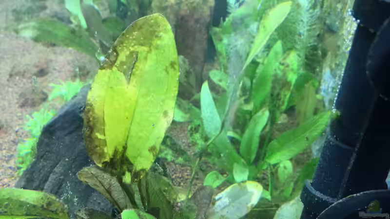 Nach Wasserwechsel 2 (4 Wochen) von Chris Bert (14)