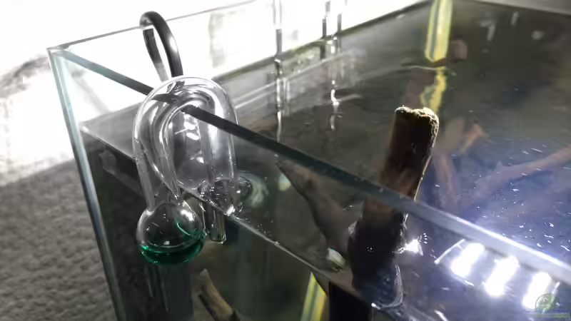 Nach Wasserwechsel moosgrün. (Keine Co2 Anlage) von Ayahuasca (156)