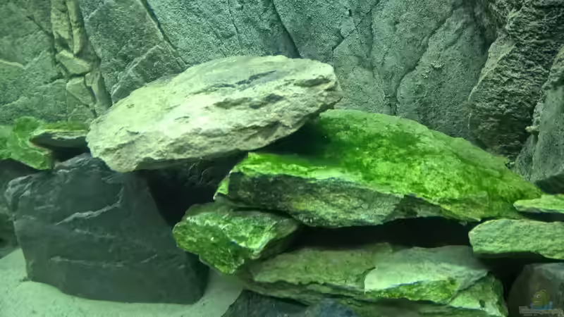 nach zwei Tagen herrlicher Bewuchs von Frank Furt (4)