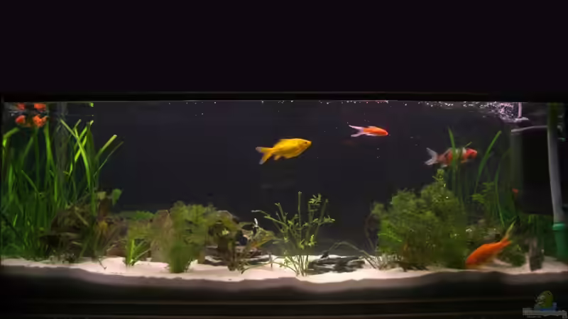 Nach zwei Wochen Urlaub hatten sie (trptz Automat) einiges weggeknabbert von Jan Koenen