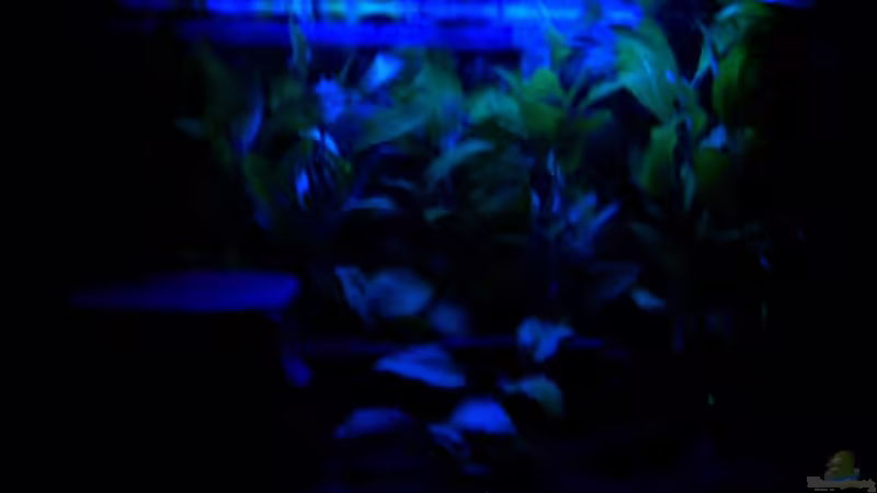 Nachansicht von KoRnViper (5)