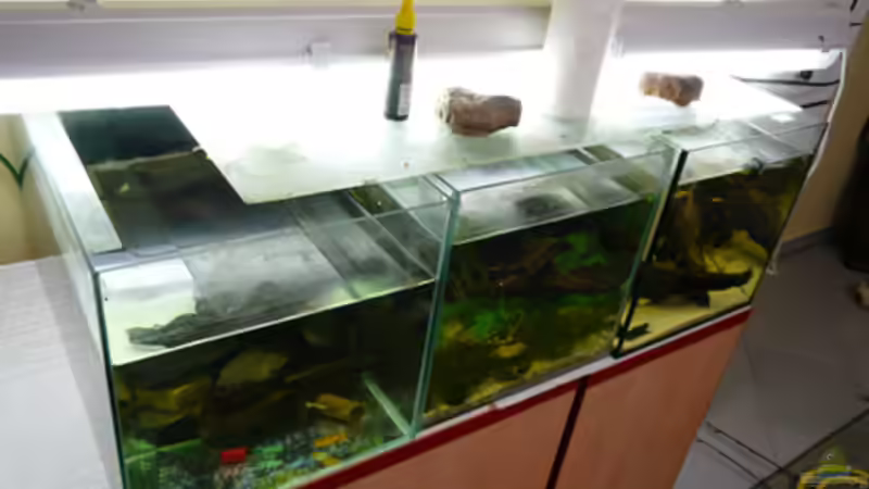 Nachbarbecken von Cichlid Power (2)