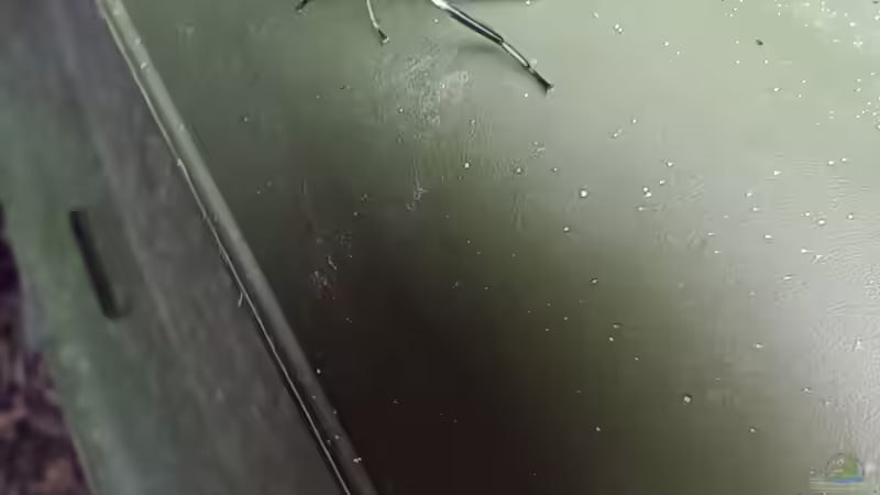 Nachhaltige Ernährung von Zierfischen mit Insektenproteinen - Zukunftstrend in der Aquaristik