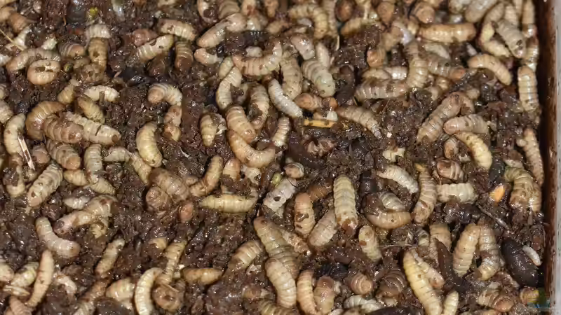 Nachhaltige Ernährung von Zierfischen mit Insektenproteinen - Zukunftstrend in der Aquaristik