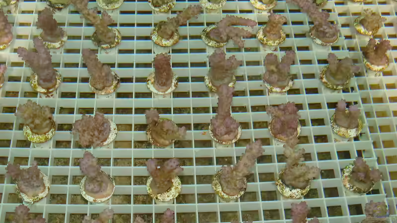 Nachhaltige Meerwasseraquaristik: So werden Korallen gezüchtet