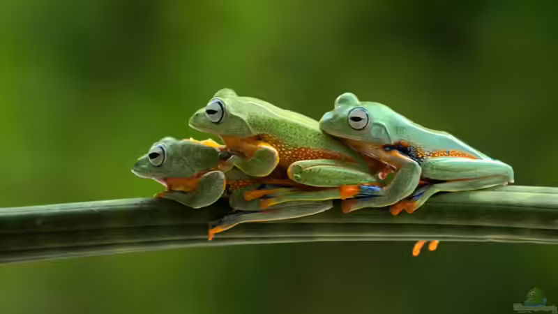 Nachhaltige Terraristik: Nachzuchten statt Wildfänge - Verantwortung für Tiere, Natur und zukünftige Generationen