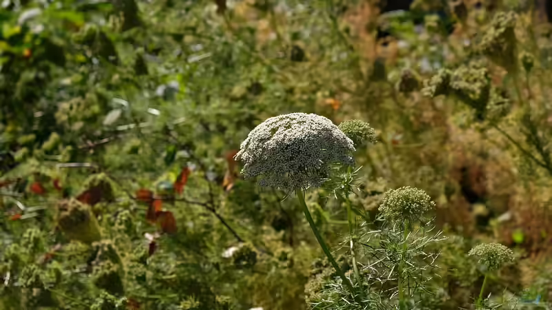 Nachhaltiges Gärtnern - der umfassende Leitfaden für einen umweltbewussten Garten
