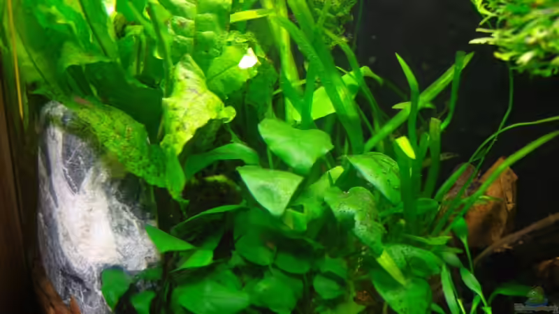 nachher linke Seite von Aquarienfreund44 (3)