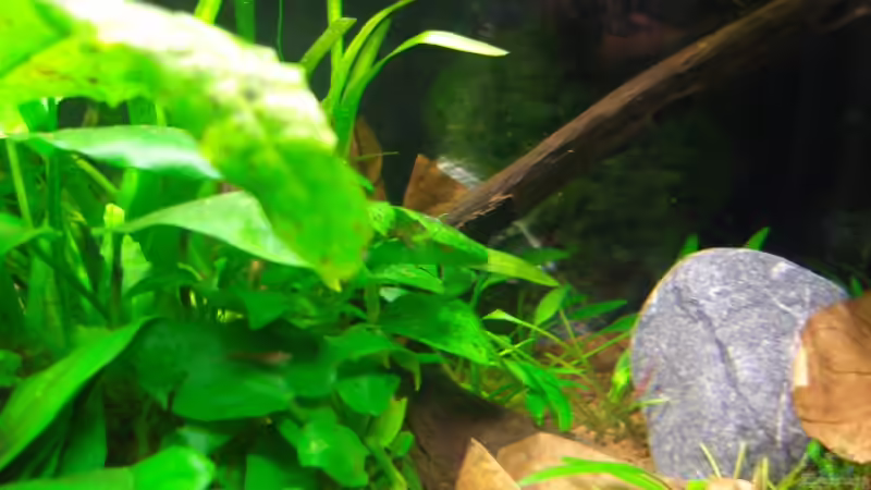 nachher rechte Seite von Aquarienfreund44 (4)