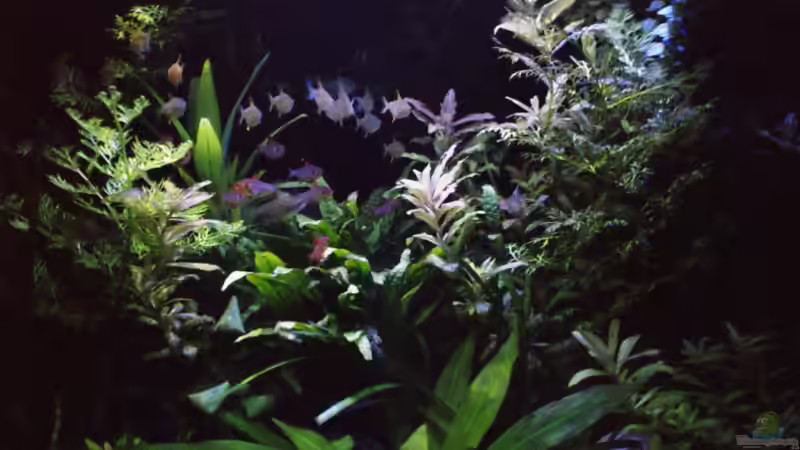 Nachlichtaufnahme mit ISO 3200 ohne Stativ von lod (9)