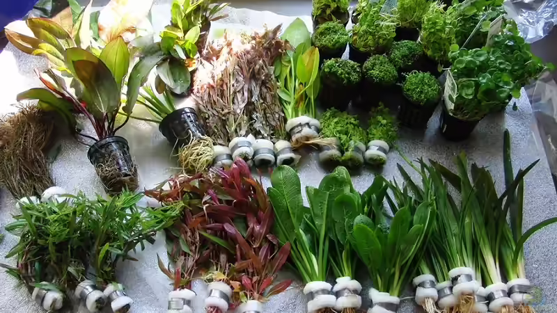 Nachlieferung..... von Microsash (17)