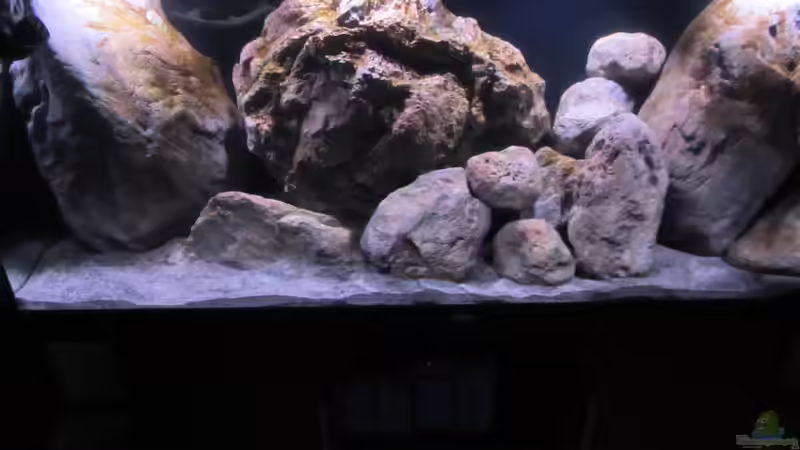 Nachmittag von Hörnchen (3)