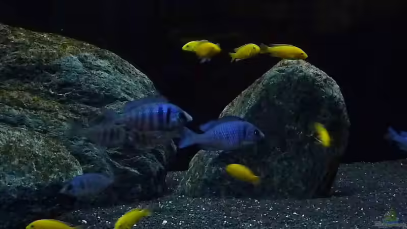 Nacht von Malawi Duck (16)