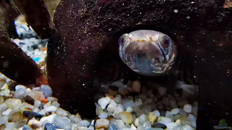 Nachtaktive Fische: Das musst du wissen, wenn du sie  im Aquarium halten willst