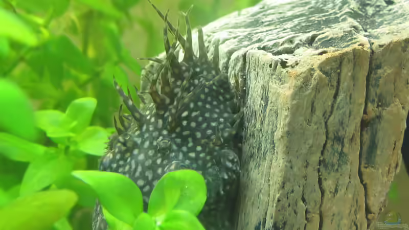 Nachtaktive Fische: Das musst du wissen, wenn du sie  im Aquarium halten willst