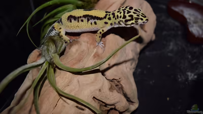 Nachtaktive Reptilien im Terrarium: Faszinierende Bewohner für die Dunkelheit