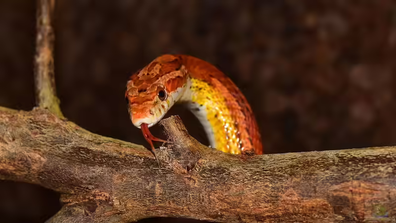 Nachtaktive Reptilien im Terrarium: Faszinierende Bewohner für die Dunkelheit