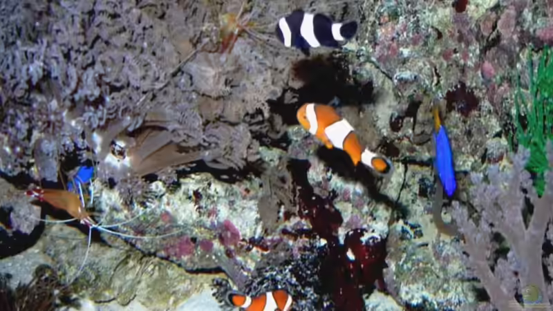 Nachtaufnahme mit Aufhellblitz. von Rolf Mohr (25)