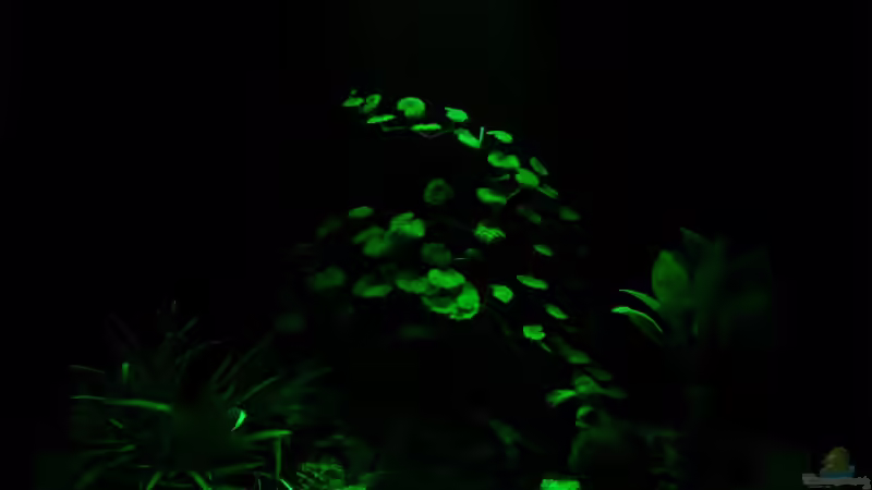 Nachtbeleuchtung von auecheck (9)