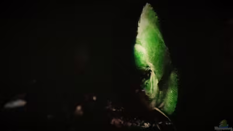 Nachtdämmerung von Lars Ascher (17)