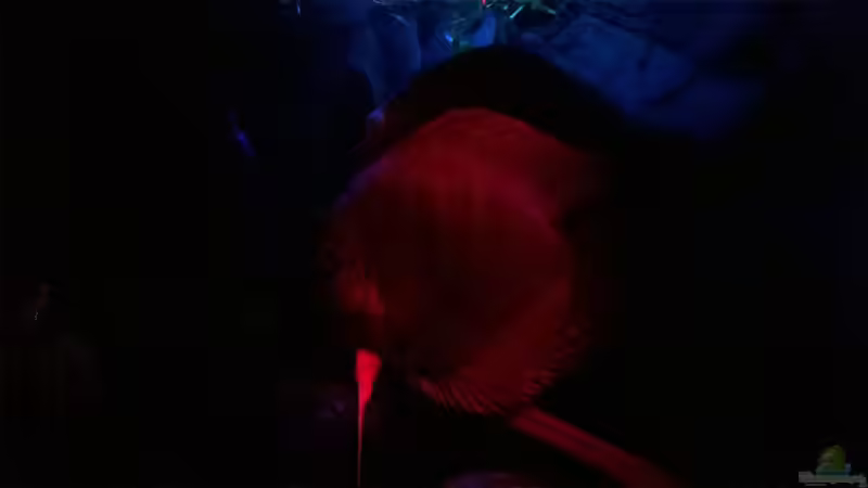 Nachtdämmerung von Lars Ascher (4)