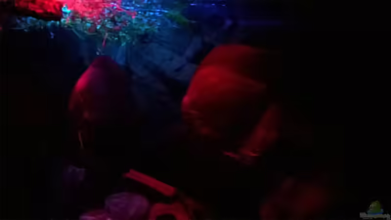 Nachtdämmerung von Lars Ascher (6)