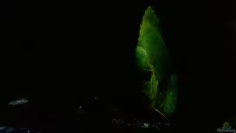 Nachtdämmerung von Lars Ascher (64)