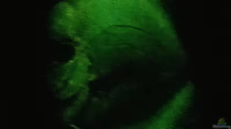 Nachtdämmerung von Lars Ascher (65)