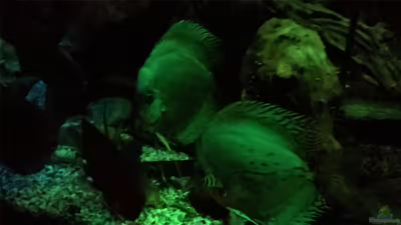 Nachtdämmerung von Lars Ascher (66)