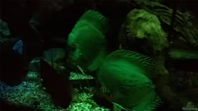 Nachtdämmerung von Lars Ascher (67)