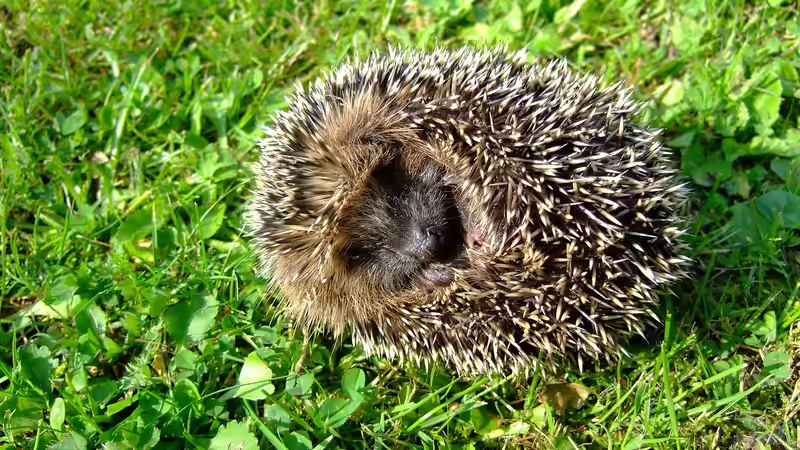 Nachtfahrverbot für Mähroboter - warum nächtliches Mähen zunehmend verboten wird
