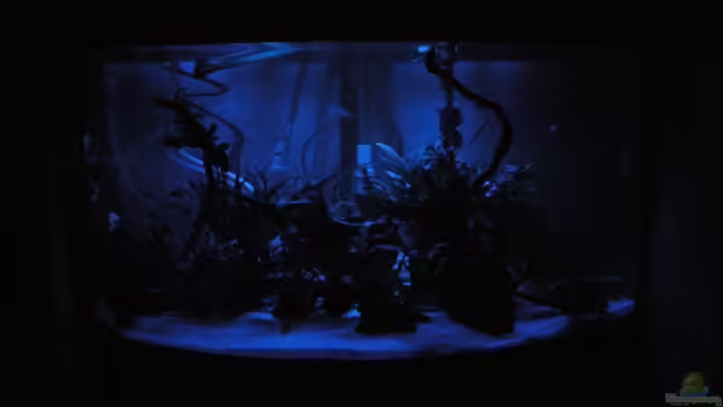 Nachtlich 21:45 Uhr-23:30 Uhr von Harlekin (1)