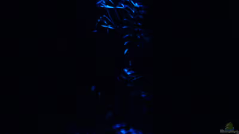 Nachtlicht bei Nacht von Frank Kolesza (8)