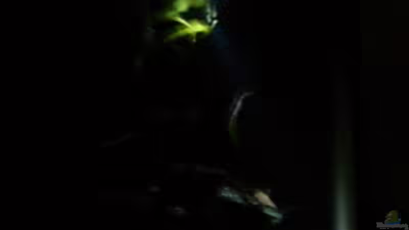 Nachtlicht von Frank Kolesza (9)