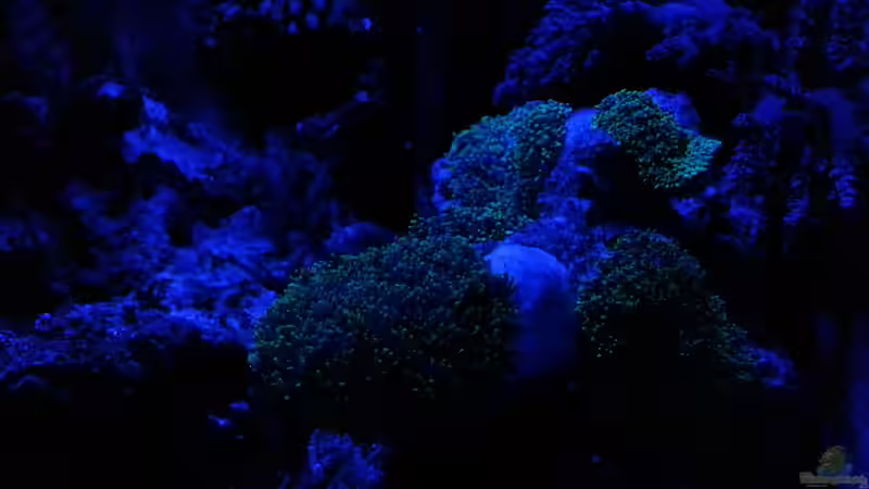 Nachtlicht von Jens Kändler (38)