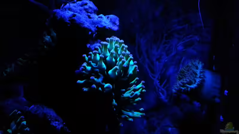 Nachtlicht von Jens Kändler (39)