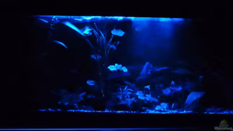 Nachtlicht von René L. (9)