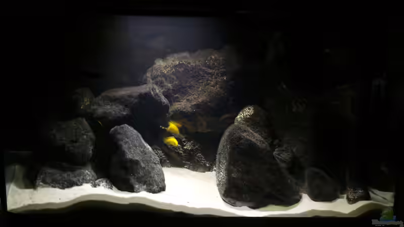 Nachtmodus  von Malawikrabbe (3)