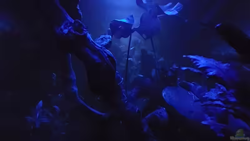 Nachtphase von Sunnyboy_72 (20)