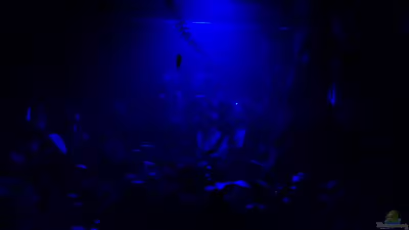 Nachts bei Mondenschein von Bassley (12)