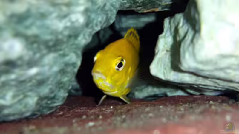 Nachts gut versteckt ausruhen von Malawi Zürich (16)