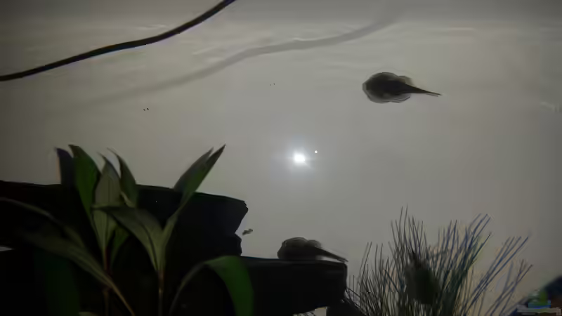 Nachts sind sie auch auf den Scheiben unterwegs. von SvenDerGroße (8)