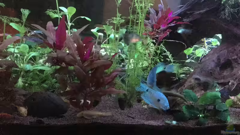 Nachts von Ceylon (47)