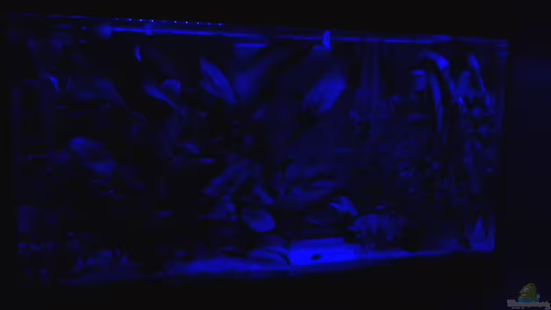 nachts von phrankdiddie (3)