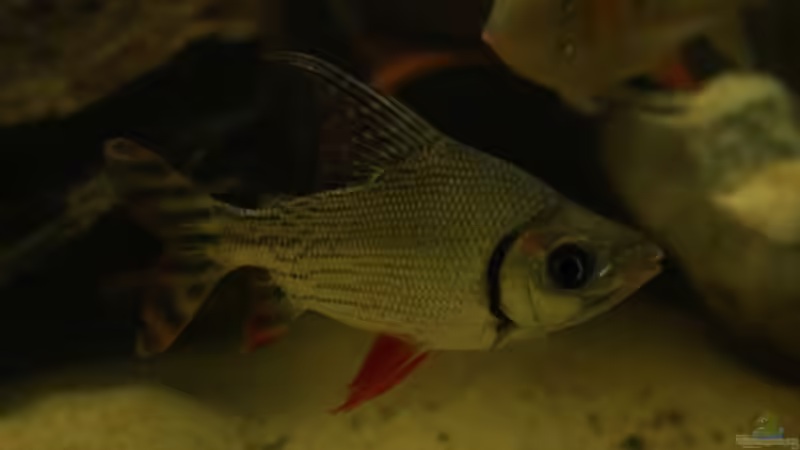 Nachtsalmler  von AquaElvis (5)