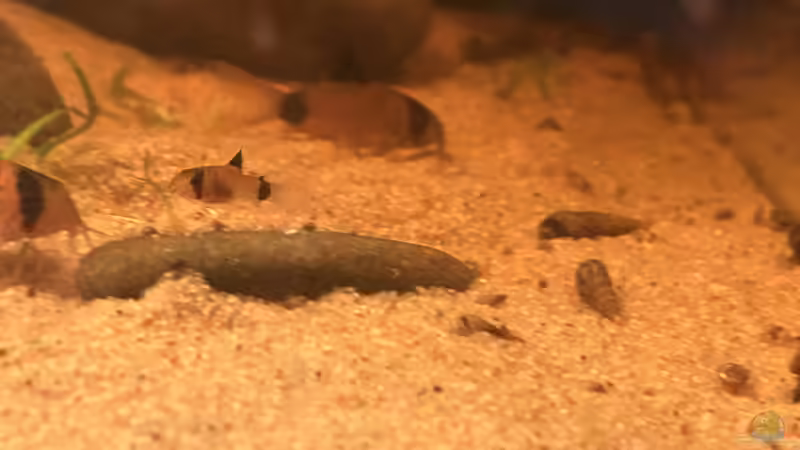 Nachwuchs… von Thilo (22)