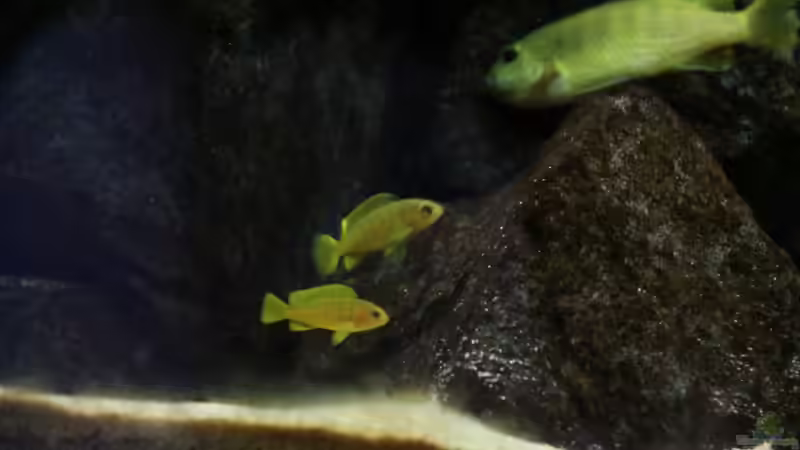 Nachwuchs.... von Philosoph (56)