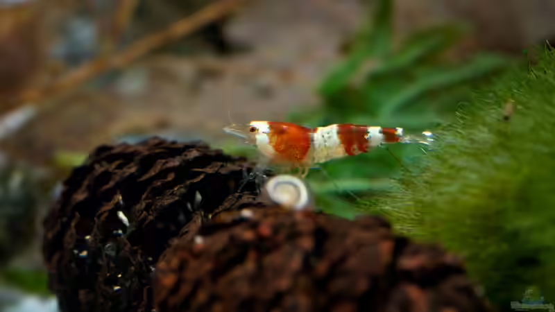 Nachwuchs - ca. 8 Wochen alt von Beni M (10)