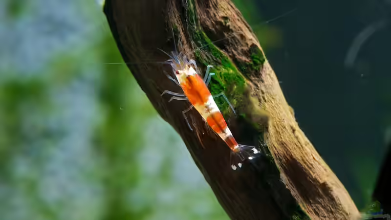 Nachwuchs - ca. 8 Wochen alt von Beni M (9)