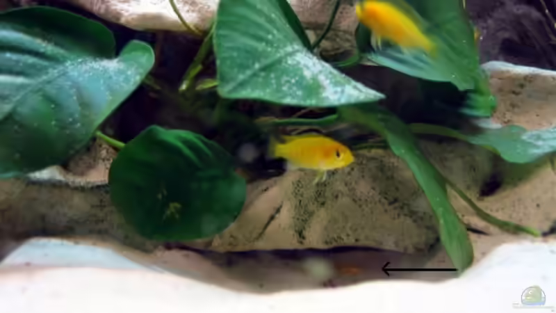 Nachwuchs + ganz frischer Nachwuchs (gelber Malawi) von Ricardo Kisker (24)